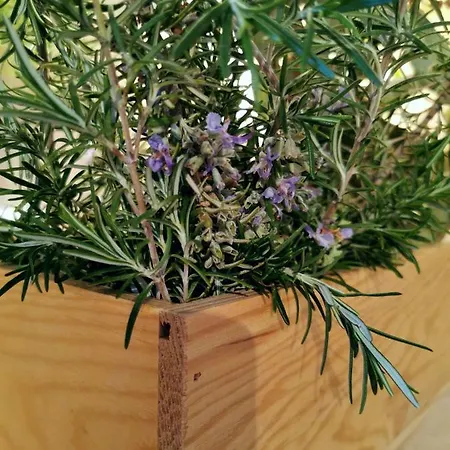 Panorama 3* אורביץ